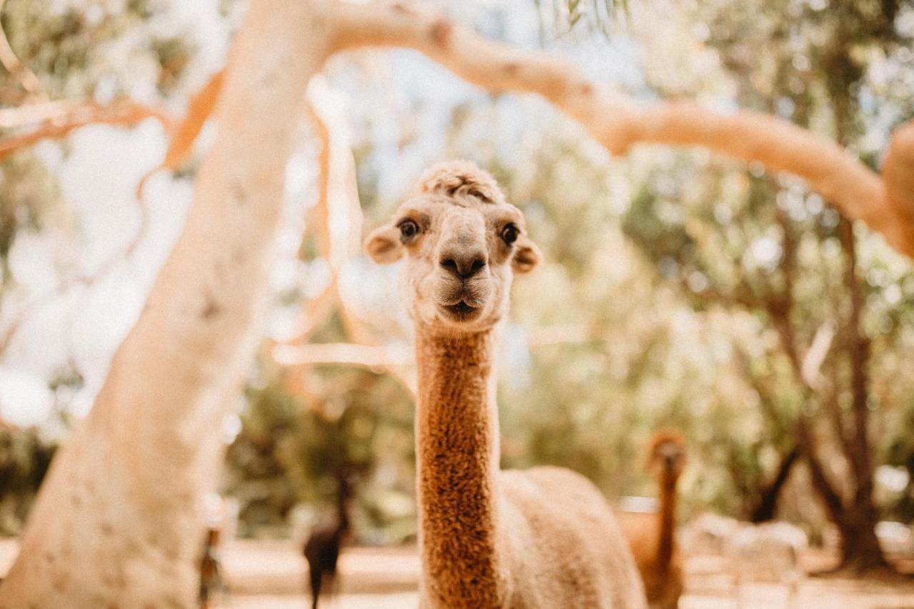 Margaret River Holiday Cottages المظهر الخارجي الصورة