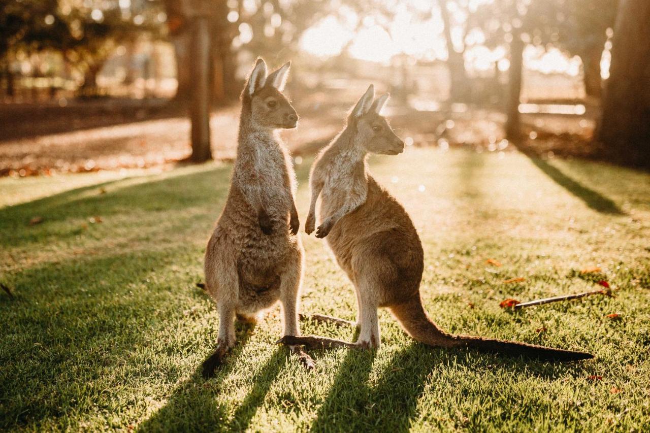 Margaret River Holiday Cottages المظهر الخارجي الصورة